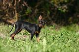 PINSCHER NAIN 168
